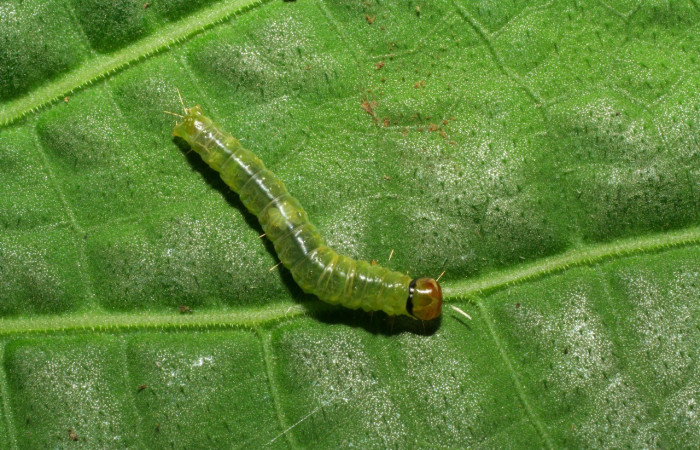 Fig. 11. Larva de <i>Amorbia productana</i> alimentándose de <i>Lepidaploa tortuosa</i>. Voucher: 06-SRNP-32842-DHJ415941.jpg