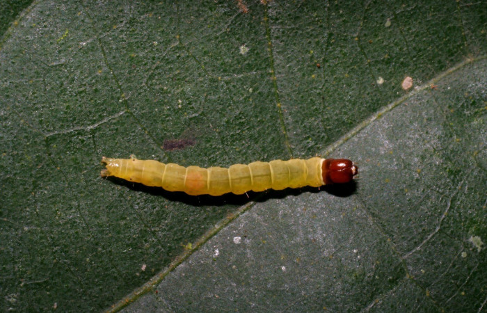 Fig. 16. Larva de <i>Amorbia</i> 07-SRNP-22617 alimentándose de <i>Hampea appendiculata</i>. Voucher: 07-SRNP-22617-DHJ426611.jpg