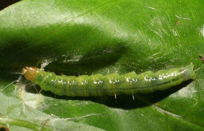 Fig. 4. Larva de <i>Amorbia cacao</i> (Tortricidae), dorsal entero, en planta hospedera <i>Persea americana</i> (introducido), (Lauraceae). Voucher: 07-SRNP-35656-DHJ420138.jpeg.