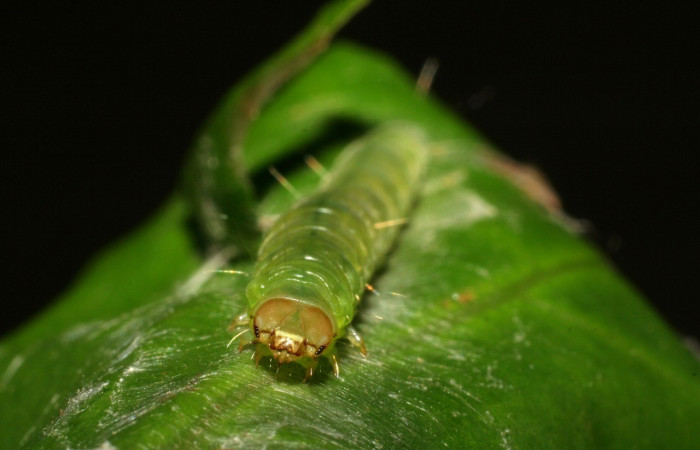 Fig. 6. Larva de <i>Amorbia cacao</i> (Tortricidae) en planta hospedera <i>Persea americana</i> (introducido), (Lauraceae). Aquí se muestra la cabeza y las mandíbulas. Voucher: 07-SRNP-35656-DHJ420143.jpeg