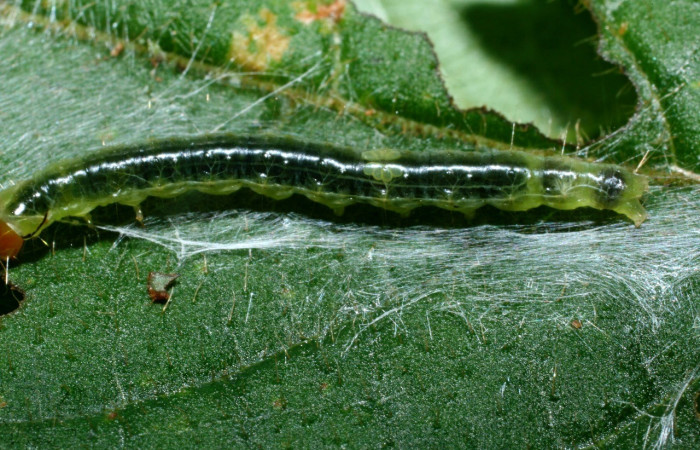 Fig. 12. Larva de <i>Amorbia eccopta</i> alimentándose de <i>Clethra lanata</i>. Voucher: 09-SRNP-36046-DHJ455932.jpg