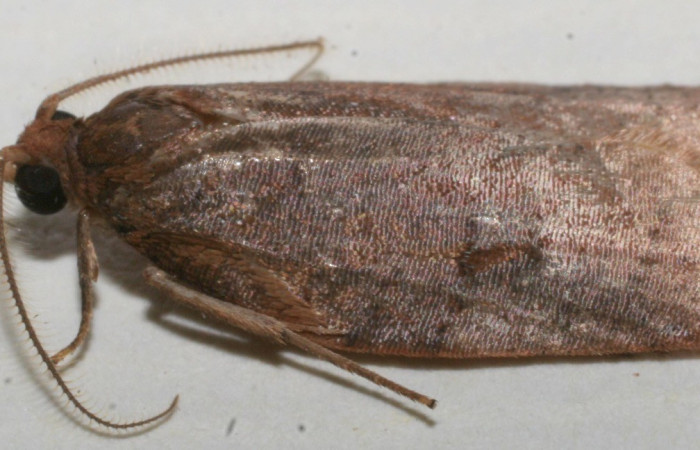 Fig. 24. Adulto vista dorsal de <i>Amorbia osmotris</i>. Voucher: 10-SRNP-108439-DHJ653314.jpg.