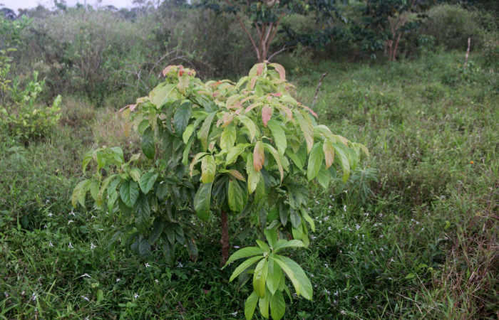 Fig. 29. Planta hospedera de <i>Amorbia cacao</i> (Tortricidae), <i>Persea americana</i> (introducido), (Lauraceae). Foto de Minor Carmona en Sendero Bromelias. Abril 2023.