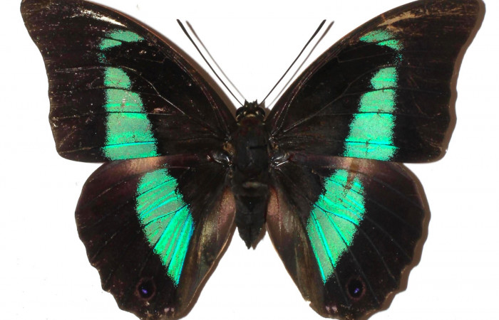 Fig.1. Adulto de <i>Prepona dexamenus</i>. Hembra en posición dorsal, mide 87 milímetros de longitud con alas extendidas. Voucher : 16-SRNP-31662-DHJ925558.jpg.