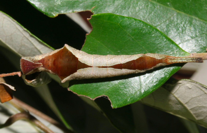 Fig.10. Larva de <i>Prepona dexamenus </i>en posición dorsal, mide 35 milímetros de longitud. Voucher : 16-SRNP-31454-DHJ735325.jpg.