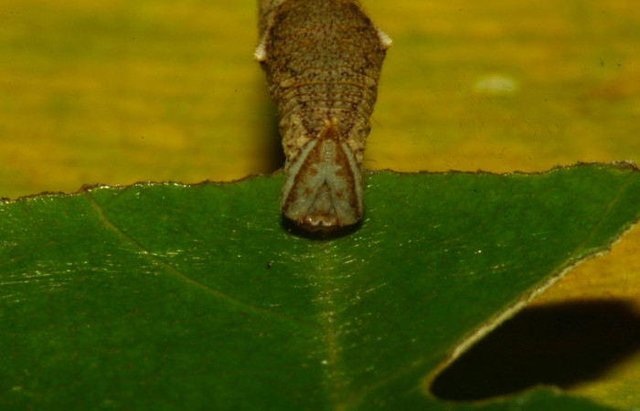 Fig.12. Mostrando cabeza de <i>Prepona dexamenu</i>s en posición frontal, mide 12 milímetros de longitud. Voucher : 16-SRNP-30661-DHJ729746.jpg.