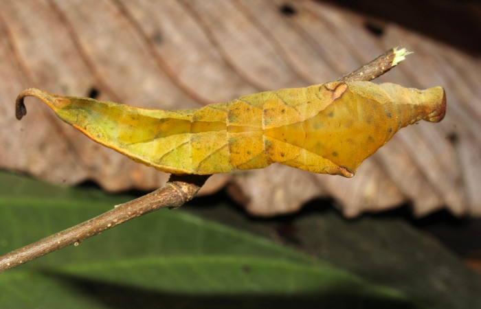 Fig.14. Larva de <i>Prepona dexamenus</i> en posición dorsal, mide 72 milímetros de longitud. Voucher : 16-SRNP-31421-DHJ735714.jpg.