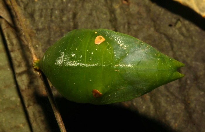 Fig.17. Pupa de <i>Prepona dexamenus</i> en posición lateral, mide 33 milímetros de longitud. Voucher : 16-SRNP-30682-DHJ735176.jpg.