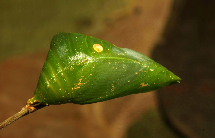 Fig.18. Larva de <i>Prepona dexamenus</i> en posición lateral, mide 33 milímetros de longitud. Voucher : 16-SRNP-30682-DHJ735182.jpg.