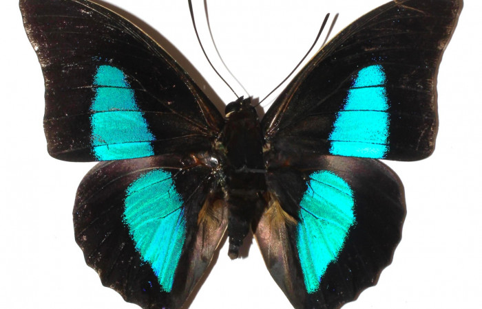 Fig.2. Adulto de <i>Prepona dexamenus</i>. Macho en posición dorsal, mide 73 milímetros de longitud con alas extendidas. Voucher : 16-SRNP-31454-DHJ925556.jpg.