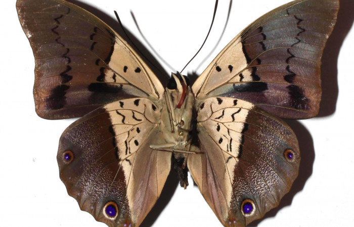 Fig.4. Adulto de <i>Prepona dexamenus</i>. Macho en posición vetral, mide 73 milímetros de longitud. Voucher : 16-SRNP-31454-DHJ925557.jpg.