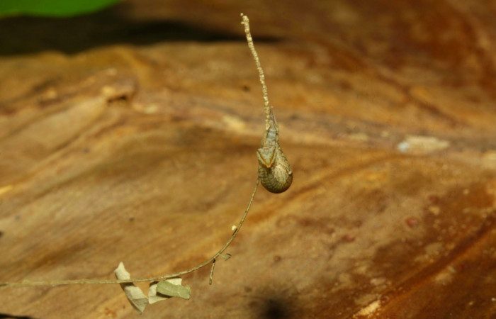 Fig.5. Larva de <i>Prepona dexamenus</i> en posición frontal, mide 12 milímetros de longitud. Voucher : 16-SRNP-30661-DHJ729749.jpg.