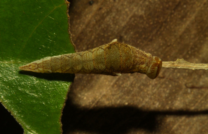 Fig.7. Larva de<i> Prepona dexamenus</i> en posición dorsal, mide 12 milímetros de longitud. Voucher : 16-SRNP-30661-DHJ729750.jpg.