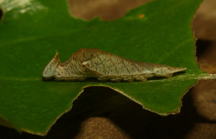 Fig.8. Larva de <i>Prepona dexamenus</i> en posición lateral, mide 12 milímetros de longitud. Voucher : 16-SRNP-30661-DHJ729745.jpg.
