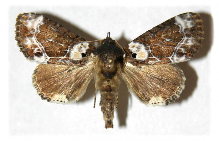 Fig. 7. Adulto de <i>Cropia cedica</i> (Noctuidae), alas anteriores grises con patrones en forma de líquenes.Voucher: 02-SRNP-32413-DHJ314850