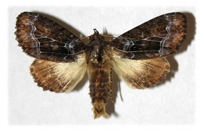 Fig. 21. Macho de <i>Cropia rivulosa</i> (Noctuidae),adulto morfologicamente muy idéntica a las hembras de su especie. Voucher: 03-SRNP-16171-DHJ314822