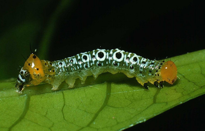 Fig. 25. Larva de <i>Cropia</i> Poole01 (Noctuidae), segundo estadío larval con círculos en sus laterales en forma de ojos falsos.Voucher: 03-SRPN-23626-DHJ79203
