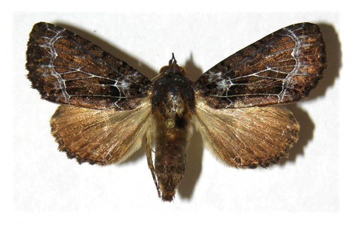 Fig. 22. Hembra de <i>Cropia rivulosa</i> (Noctuidae), ,adulto morfologicamente muy idéntica a los machos de su especie. Voucher: 04-SRNP-14428-DHJ314186