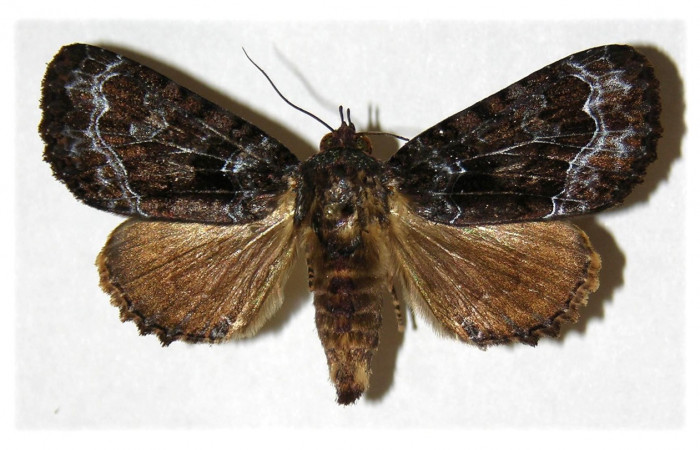 Fig. 11. Adulto de <i>Cropia philosopha</i> (Noctuidae), adulto muy similar a <i>Cropia rivulosa</i> en cuanto los patrones de sus alas. Voucher: 04-SRNP-2838-DHJ314182