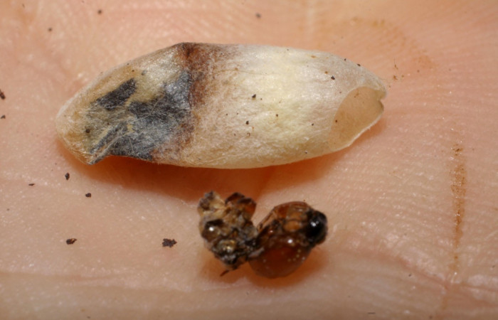 Fig. 31. Capullo de <i>Zelomorpha concinna</i> (Braconidae), parasitando larva de <i>Cropia</i> Poole01 (Noctuidae),.Voucher: 04-SRPN-42305-DHJ429526