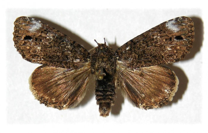 Fig. 9. Adulto de <i>Cropia connecta</i> (Noctuidae), alas anteriores  con beige un punto negro muy distintivo cerca del margen ,sus las posteriores grises con sombras mas oscuras. Voucher: 05-SRNP-22022-DHJ314834