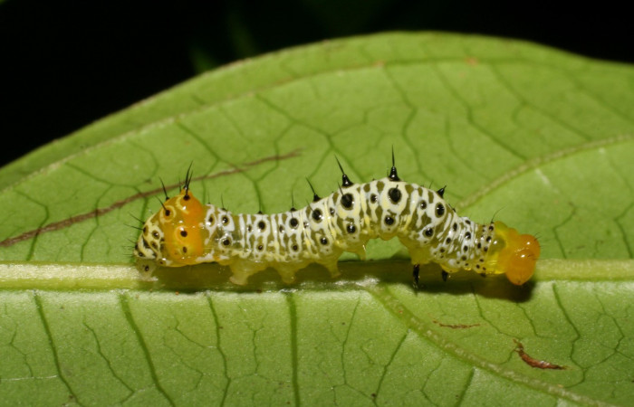 Fig. 26. <i>Cropia</i> Poole01 (Noctuidae), larva en proceso de muda de su piel, los patrones suelen ser diferentes con cada muda. Voucher: 06-SRNP-31847-DHJ412980