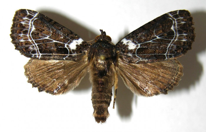 Fig. 24. Macho de <i>Cropia</i> Poole02 (Noctuidae), adulto no presenta dimorfismo sexual con las hembras de su especie.Voucher: 06-SRPN-4077-DHJ350582.