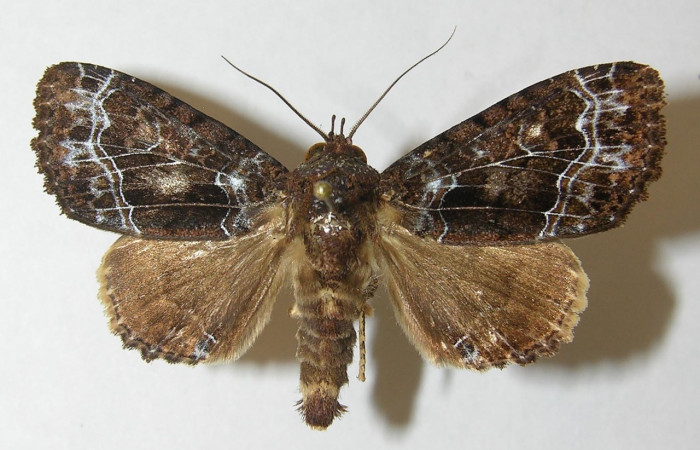 Fig. 36. Hembra de <i>Cropia</i> Poole01 (Noctuidae), polilla nocturna, coloración grisácea con patrones blancos característico de sus hábitos nocturnos. Voucher: 10-SRNP-22139-DHJ540070