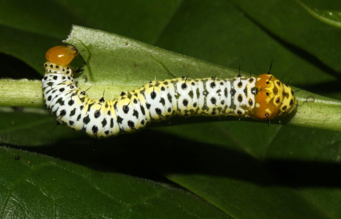 Fig. 28. Larva de <i>Cropia</i> Poole01 (Noctuidae), alimentándose de hojas tiernas de <i>Bourreria costaricensis</i> (Ehretiaceae).Voucher: 12-SRPN-31491-DHJ485810