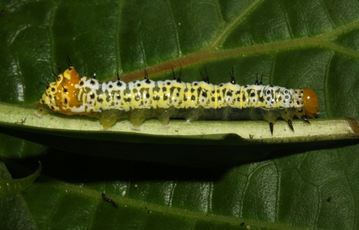 Fig. 27. Larva de <i>Cropia</i> Poole01 (Noctuidae), penúltimo estadío larval con patrones muy diferentes a sus estadíos posteriores.Voucher: 12-SRPN-31491-DHJ485811