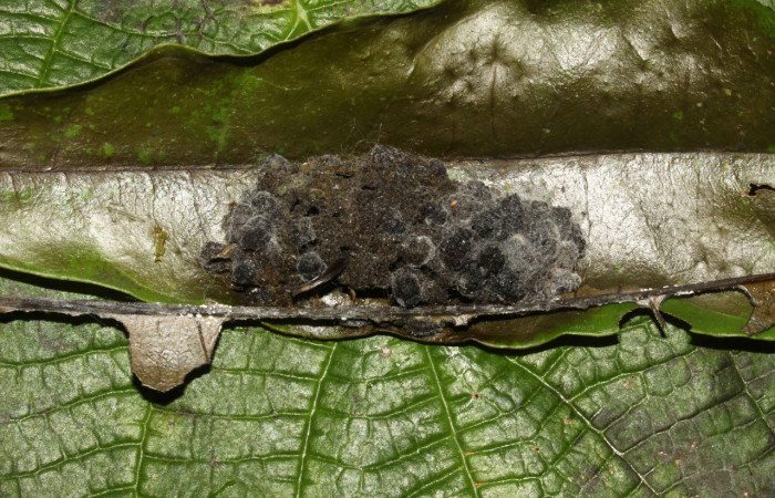 Fig. 34. Capullo de <i>Cropia</i> Poole01 (Noctuidae), confeccionado con heces y pequeños trozos de hojas, la pupa permanece protegida hasta la eclosión del adulto. Voucher: 12-SRPN-31491-DHJ700069