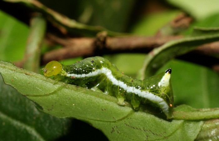 Fig. 14. Larva de <i>Cropia isidora</i> (Noctuidae), alimentándose de planta familia Boraginaceae. Voucher: 13-SRPN-36597-DHJ490438.