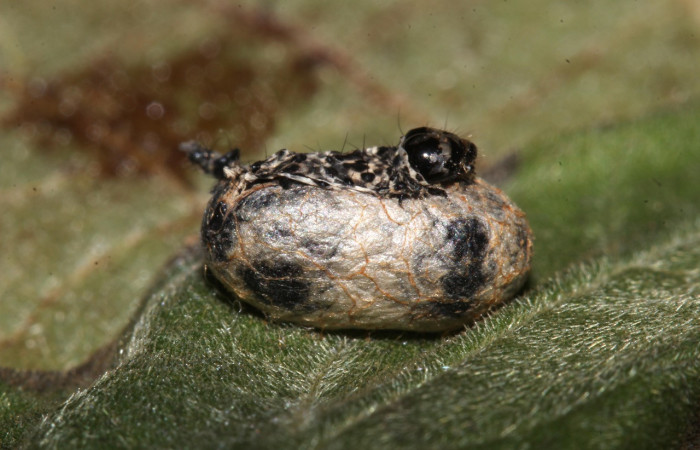Fig. 32. Capullo de <i>Microcharops</i> tibialisDHJ13 (Ichneumonidae), parasitando larva de <i>Cropia</i> Poole01 (Noctuidae),.Voucher: 17-SRPN-30796-DHJ736358
