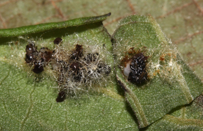 Fig. 30. Capullos, estos de parásitos de la familia Eulophidae en  <i>Cropia</i> Poole01 (Noctuidae),.Voucher: 17-SRPN-30797-DHJ736363