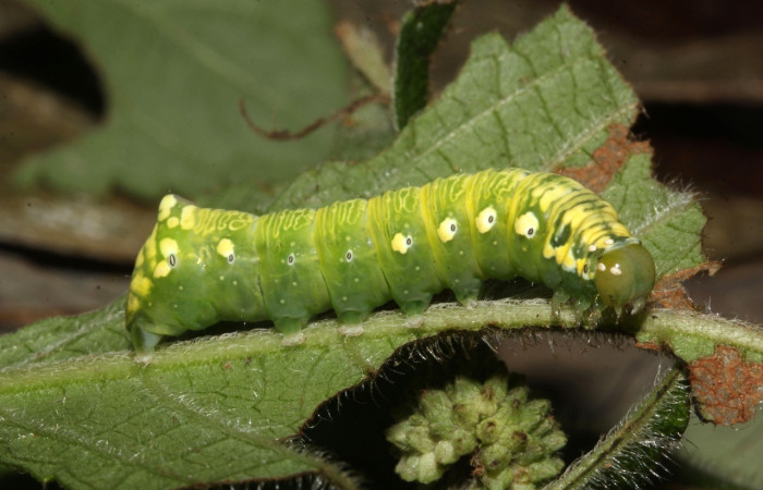 Fig. 4. Larva de <i>Cropia hadenoides</i> (Noctuidae), alimentándose</i> de <i>Hyptis capitata</i> (Lamiaceae). Voucher: 17-SRNP-32088-DHJ740146.jpg