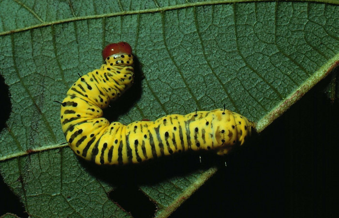 Fig. 19. Larva de <i>Cropia rivulosa</i> (Noctuidae), alimentándose de <i>Cordia panamensis</i> (Cordiaceae). Voucher: 81-SRNP-694-DHJ2892.jpg