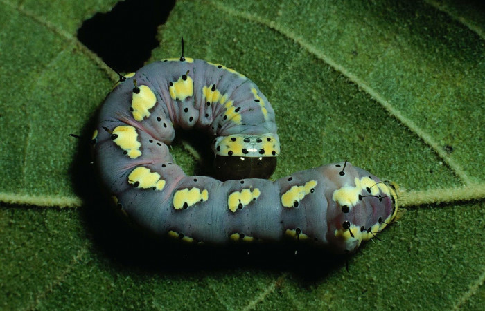 Fig. 20. Larva de <i>Cropia rivulosa</i> (Noctuidae), alimentándose de <i>Cordia panamensis</i> (Cordiaceae). Voucher: 90-SRNP-2195-DHJ13458.jpg