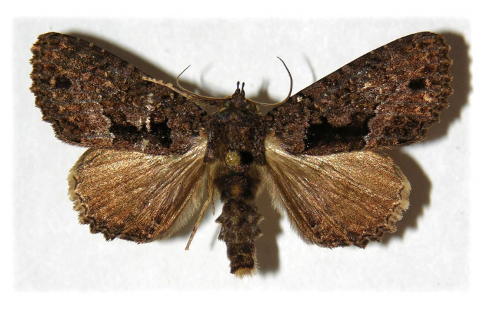 Fig. 2. Macho de <i>Cropia grandimacula</i> (Noctuidae), adulto no presenta dimorfismo sexual con las hembras de su especie.Voucher: 96-SRNP-5664-DHJ314682