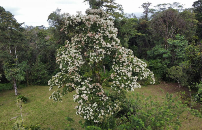 Fig. 29. Planta  hospedera de <i>Cropia</i> Poole01 (Noctuidae). <i>Cordia alliodora</i> (Cordaceae), en época de floración. Foto tomada en Dos Rios de Upala por: Marco Bustos Salazar, Director de Áreas Silvestres, Marzo 2023.