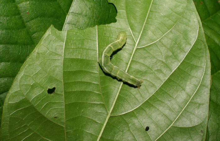 Figura 6. Larva <i>Drobeta</i> Poole04 (Noctuidae), posición entero dorsal en la hoja de la planta <i>Byttneria catalpifolia</i> (Moraceae). 07-SRNP-3478-DHJ426266.jpg.