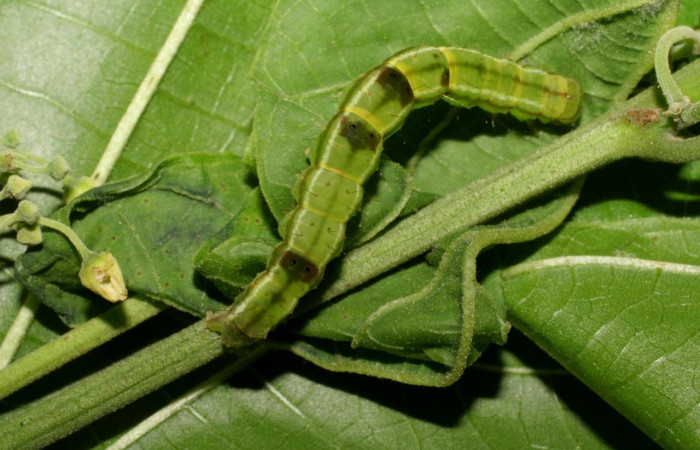 Figura 8. Larva <i>Drobeta</i> Poole04 (Noctuidae), posición entero dorsal en la hoja de la planta<i> Byttneria catalpifolia</i> (Moraceae). 07-SRNP-3497-DHJ426288.jpg.