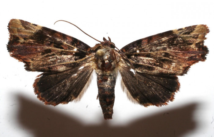 Figura 5. Adulto <i>Drobeta</i> Poole03 (Noctuidae). Área de Conservación Guanacaste, Sector Santa Rosa. 10-SRNP-104445-DHJ649320.jpg.
