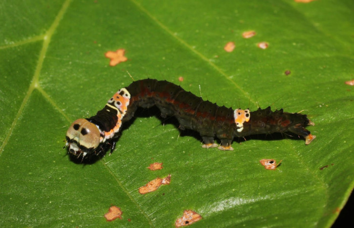 Figura 11. Larva <i>Drobeta</i> Poole05 (Noctuidae), posición entero dorsal en la hoja de la planta <i>Cecropia peltata</i> (Urticaceae). 17-SRNP-1006-DHJ704462.jpg.