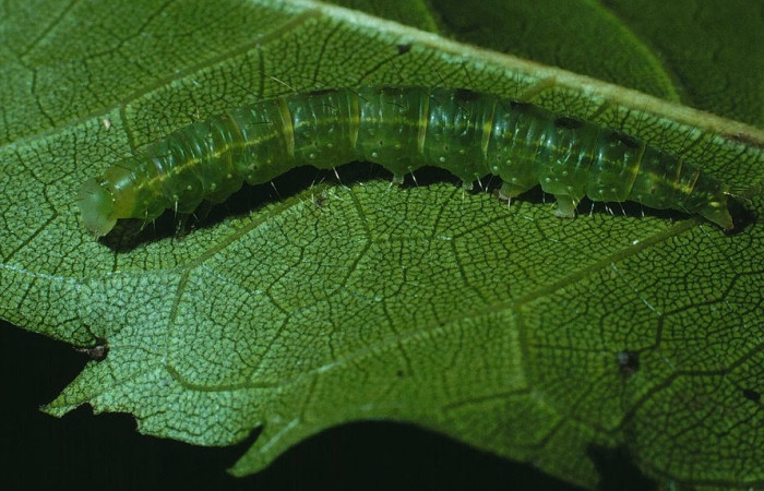 Figura 3. Larva <i>Drobeta</i> Poole03 (Noctuidae), posición entero lateral en la hoja de la planta <i>Maclura tinctoria</i> (Moraceae). 84-SRNP-1410-DHJ8232.jpg.