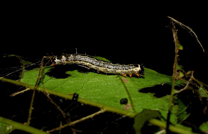 Fig. 15 Larva <i>Nachaba</i> BioLep97, Pyralidae, (estadio PU), mostrando posición lateral entero, se alimenta, <i>Tabebuia rosea</i>, familia (Bignoniaceae). Voucher: 06-SRNP-46766-DHJ417581.jpg.