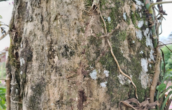 Fig.17 Corteza del årbol <i>Handroanthus impetiginosus</i>, familia (Bignoniaceae), Foto Elieth Cantillano, Febrero 19 2026.