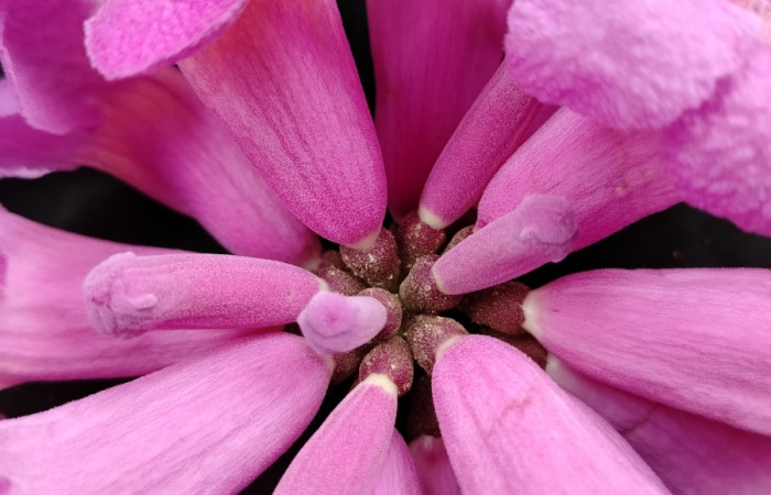 Fig.18 Flor <i>Handroanthus impetiginosus</i>, familia (Bignoniaceae), Foto Elieth Cantillano, Febrero 19 2026.