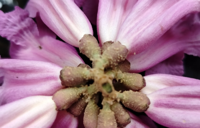 Fig.19 Flor <i>Handroanthus impetiginosus</i>, familia (Bignoniaceae), Foto Elieth Cantillano, Febrero 19 2026.