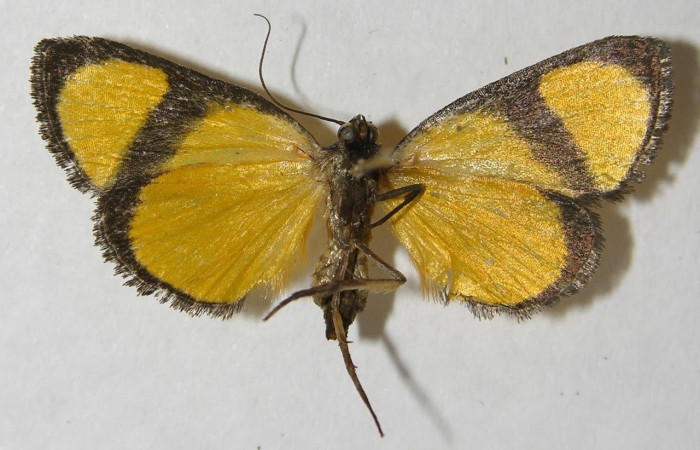 Fig.4 Adulto <i>Nachaba</i> BioLep97, Pyralidae, mostrando la parte  ventral. Voucher: 12-SRNP-13040-DHJ562293.