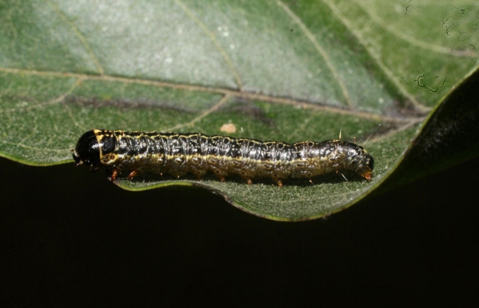 Fig. 7 Larva <i>Nachaba</i> BioLep97, Pyralidae, (estadio U), mostrando la posición lateral entero, se alimenta <i>Handroanthus impetiginosus</i>, familia (Bignoniaceae). Voucher: 11-SRNP-56186-DHJ497263.jpg.